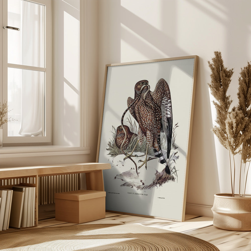 Square Tailed Kite Poster