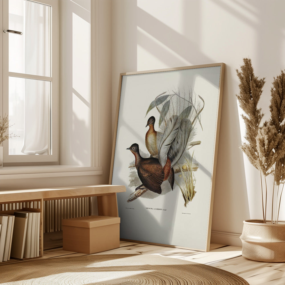 Albert Lyre Bird Poster