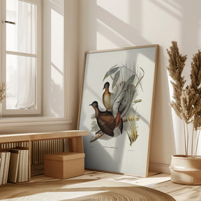 Albert Lyre Bird Poster