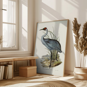 Australian Crane Poster