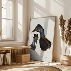 Bennett&#039;s Cassowary Blue Poster