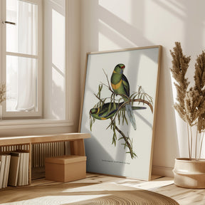 Black Tailed Parakeet Poster