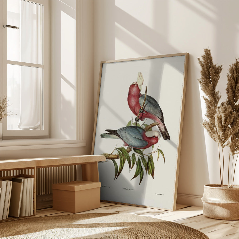 Cacatua Eos Poster
