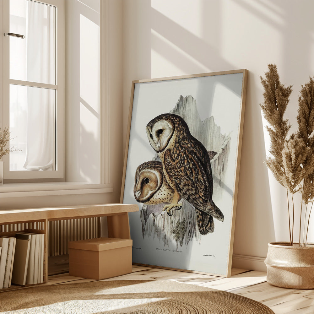 Chestnut Faced Owl Poster