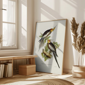 Cockatoo Parakeet Poster