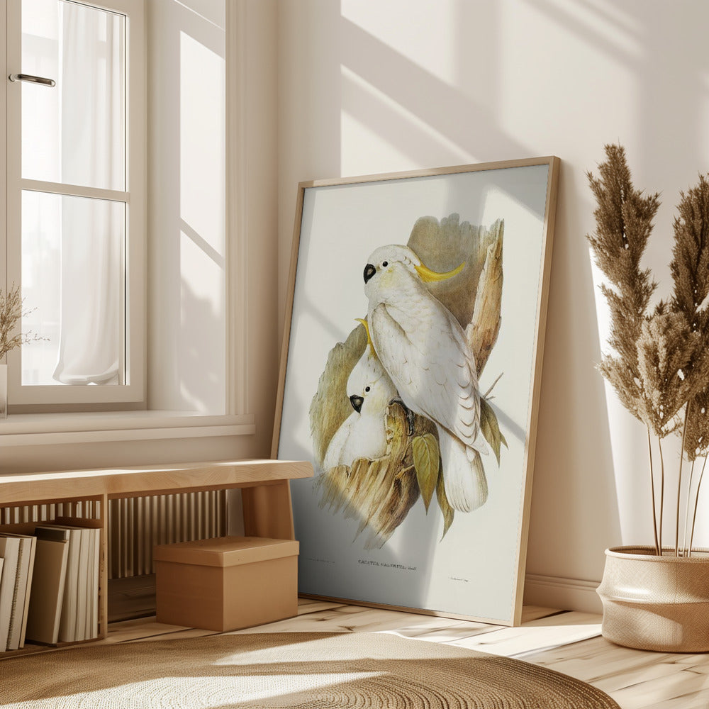 Crested Cockatoo Poster