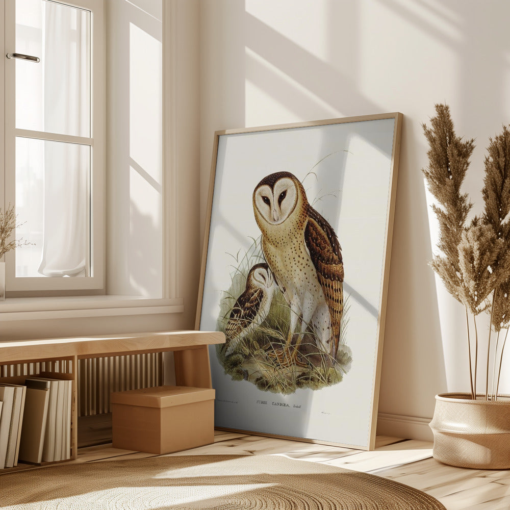 Grass Owl Poster