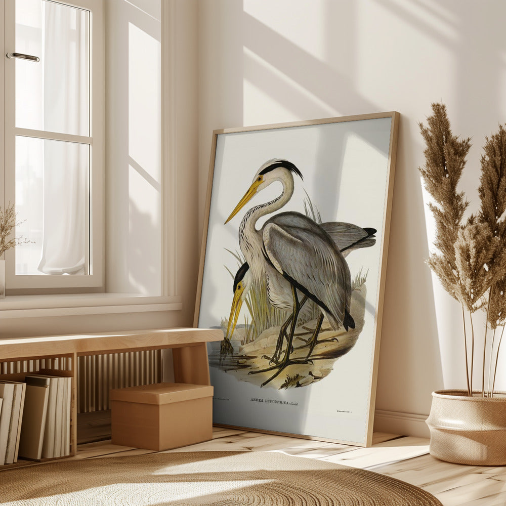 Great Grey Heron Poster