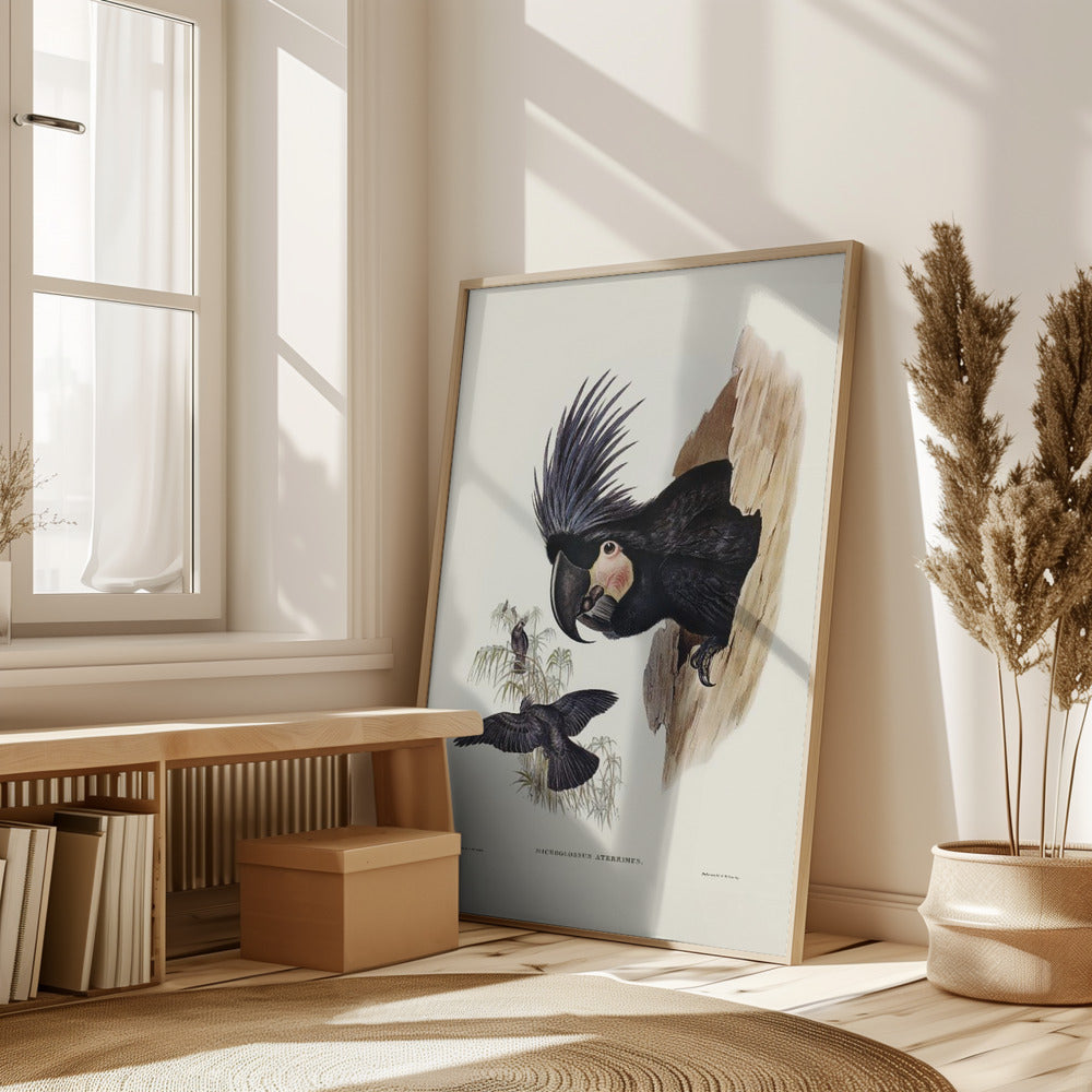 Great Palm Cockatoo Poster