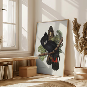 Great Billed Black Cockatoo Poster