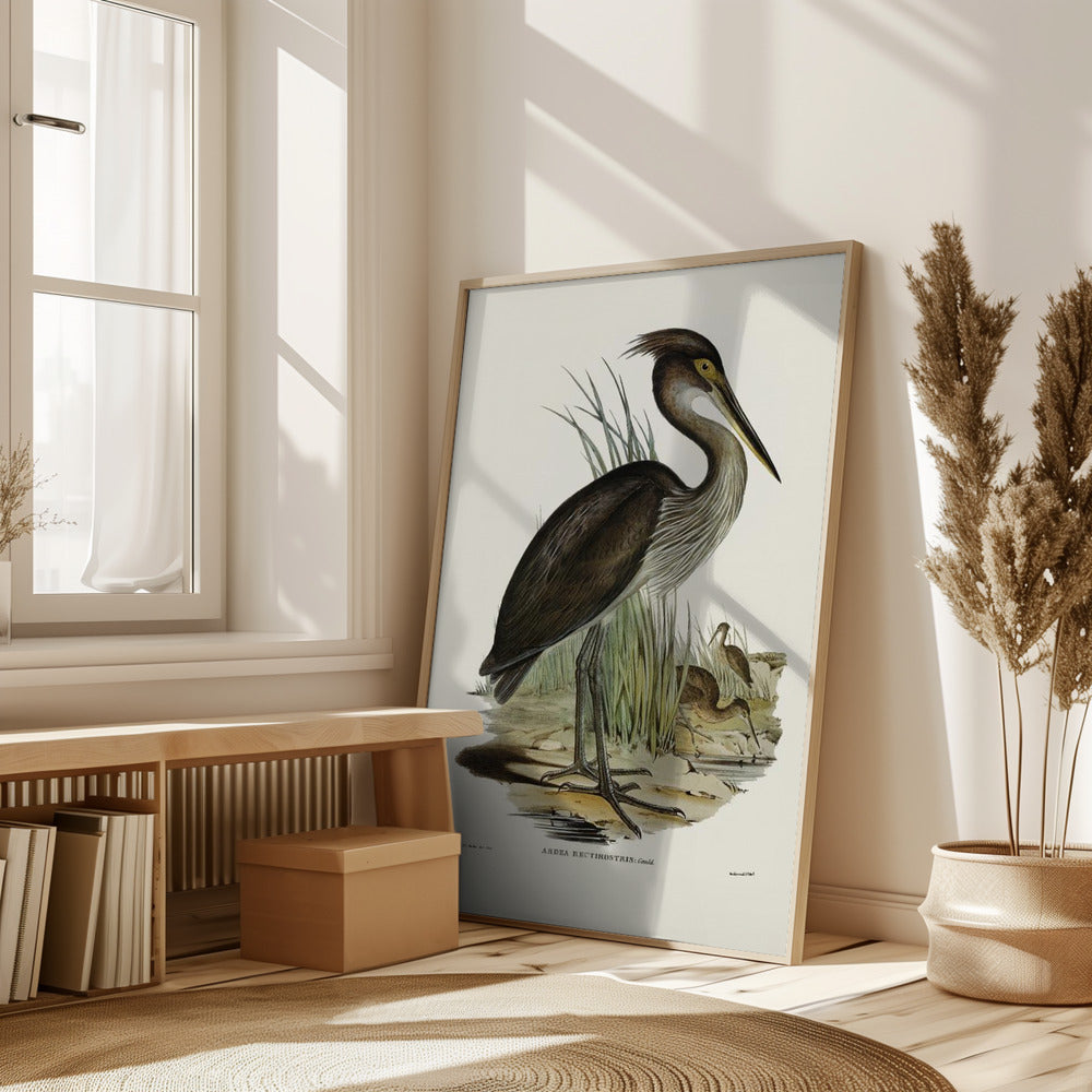 Great Billed Heron Poster