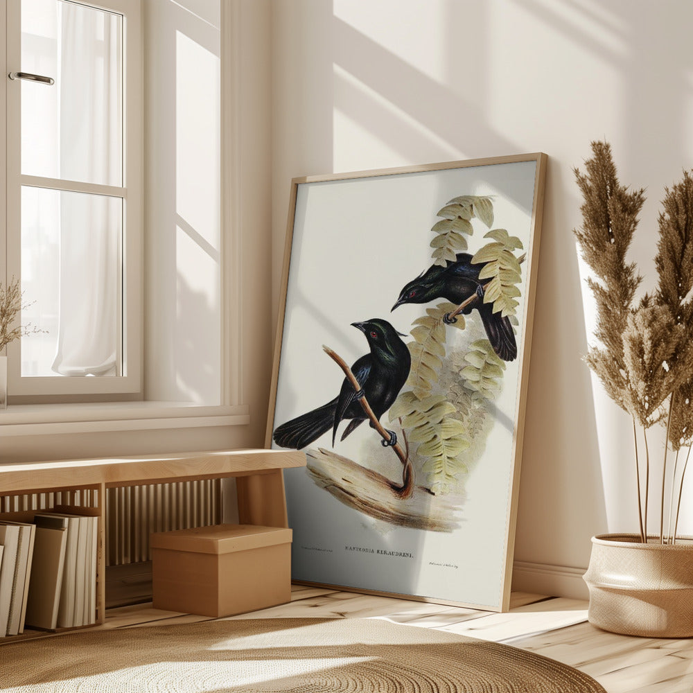 Keraudren&#039;s Crow Shrike Poster