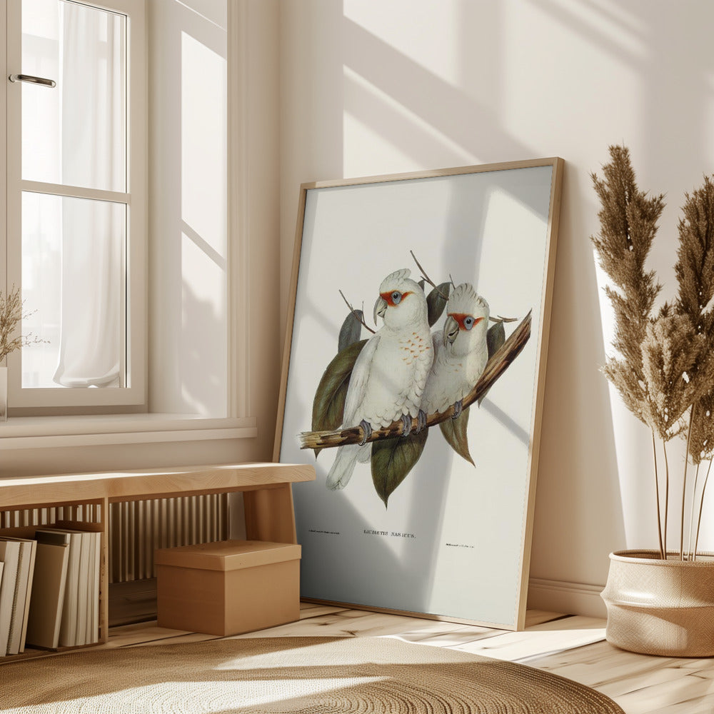 Long Billed Cockatoo Poster