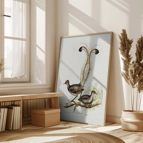 Lyre Bird Poster