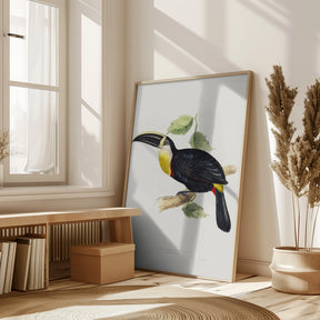 Osculant Toucan Poster