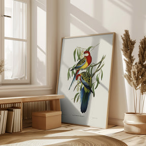 Rose Hill Parakeet Poster