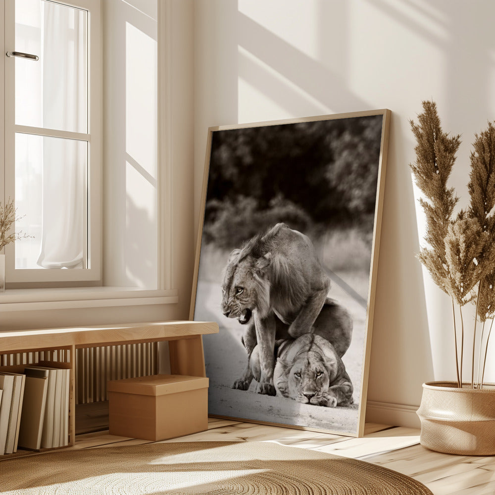 Lion Love Poster