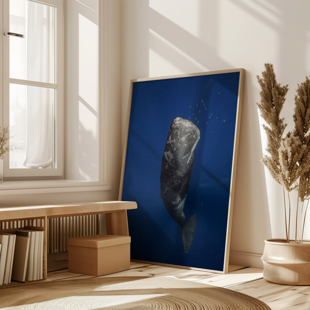 Candle sperm whale Poster