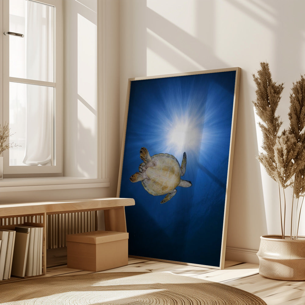 Green turtle Poster