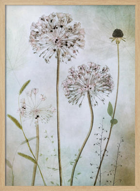 Allium Poster