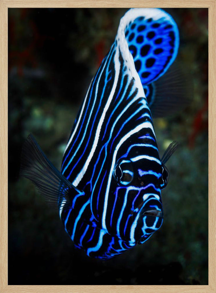 Emperor angelfish Poster