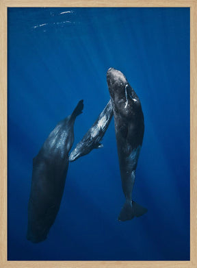 Sperm whale family Poster