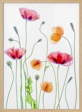 Poppies Poster