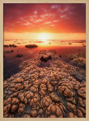 Low tide on the lagoon of Saint Leu. Poster