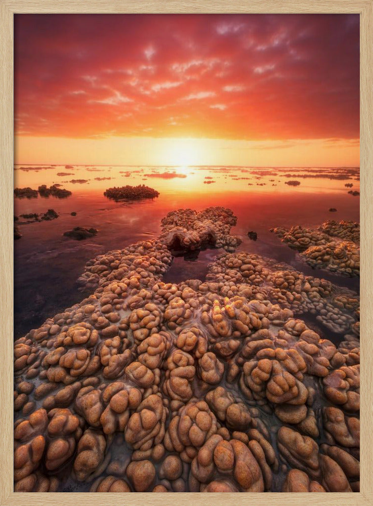 Low tide on the lagoon of Saint Leu. Poster