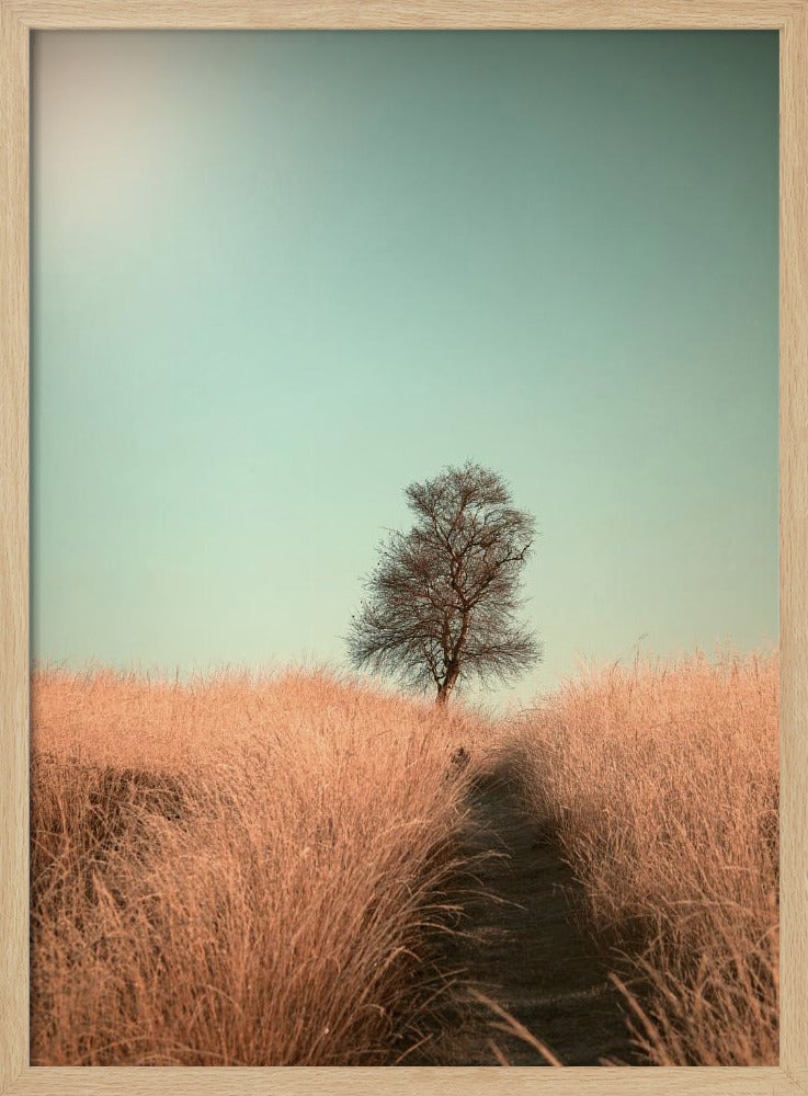 Grass and Path Poster