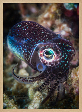 Baby cuttlefish Poster