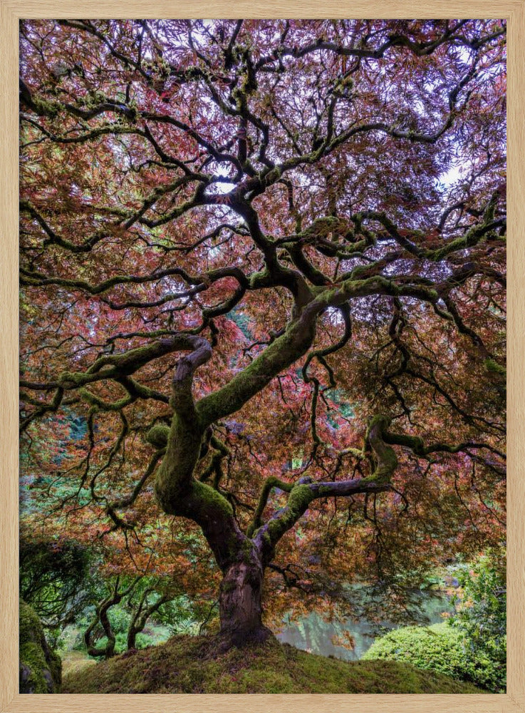 Japanese Maple Tree Poster