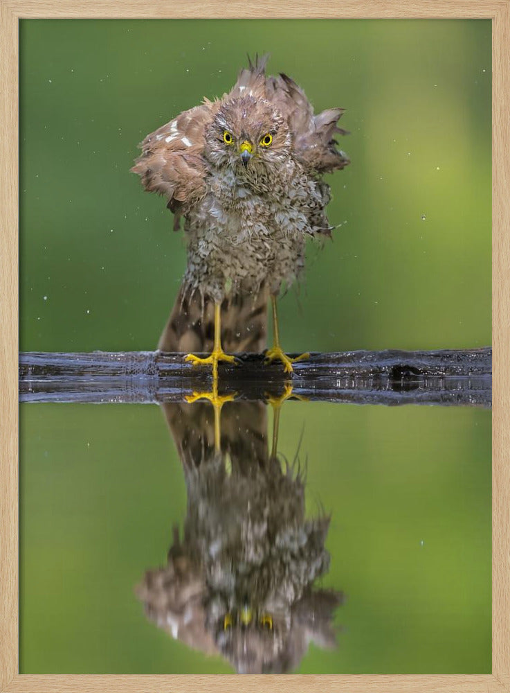 Bathing Poster