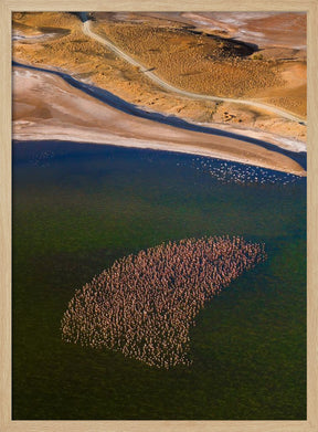 Flamingos on the Lake Poster