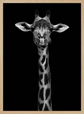 Giraffe Portrait Poster