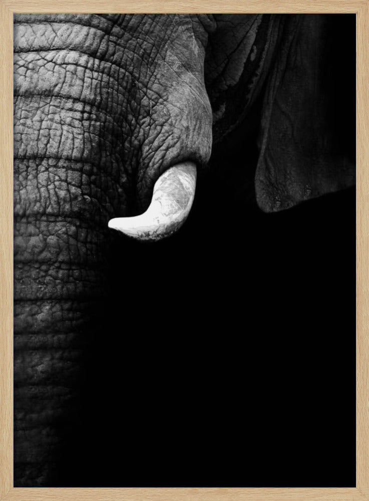 Elephant Portrait Poster