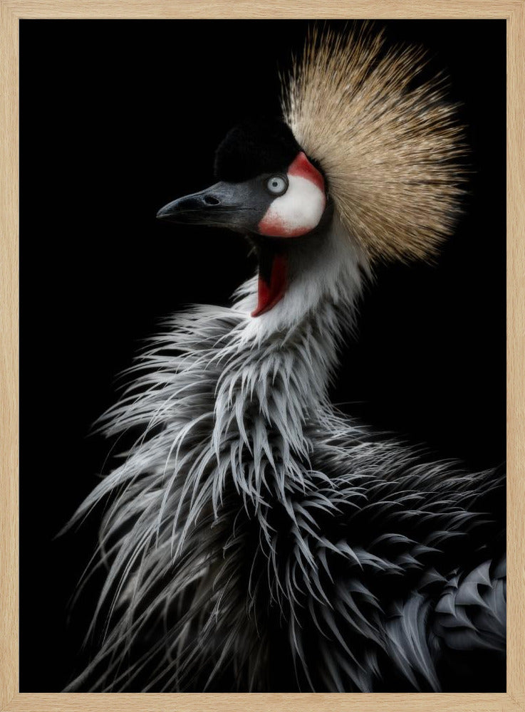 Crowned crane's portrait Poster