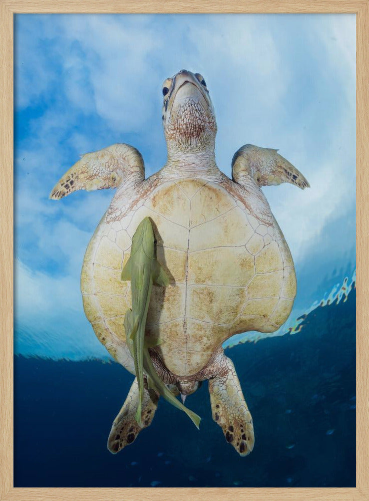 Green Sea turtle survivor Poster