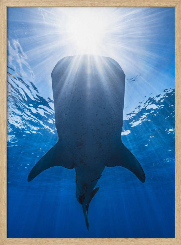 Whale shark and sun Poster