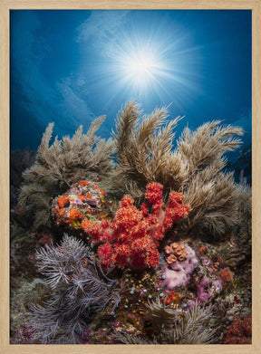 Underwater life Poster