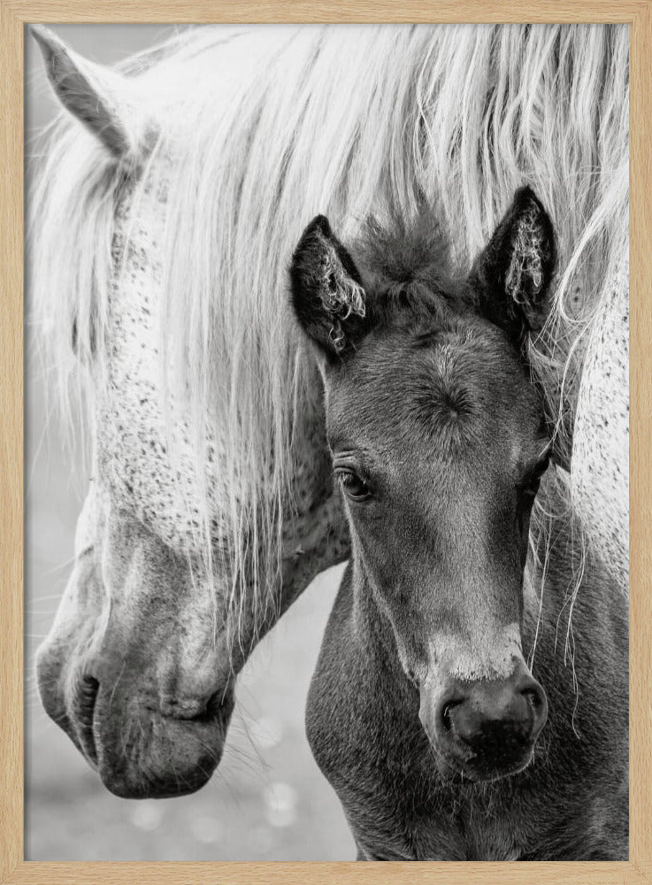 The Foal Poster