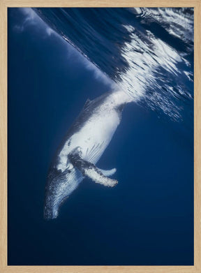 Reversing: Humpback Whale Poster