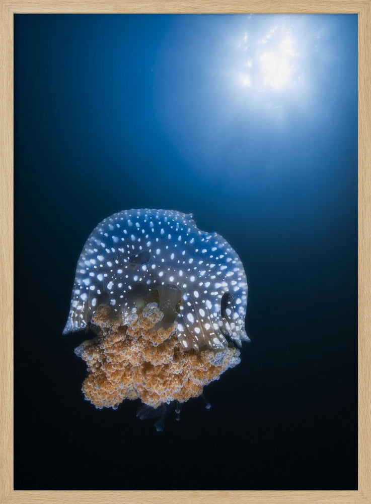 Jellyfish from Tachai pinnacle Poster