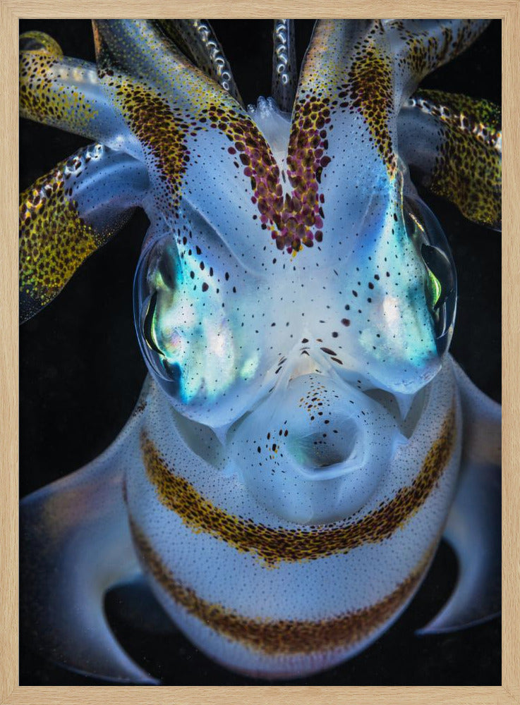 Squid close up Poster
