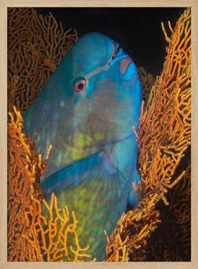 Ember parrotfish Poster