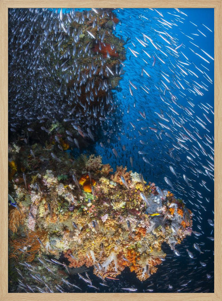 Coral reef under the sun of Raja Ampat. Poster