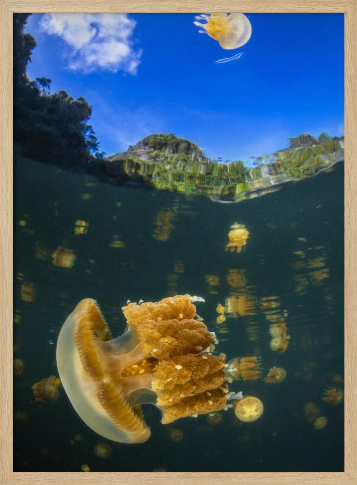 Flying jellyfish Poster