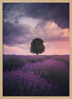 Lavender Fields, Isparta Poster