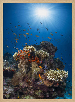 Reef and sunshine Poster