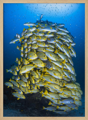 Fish Tower Poster